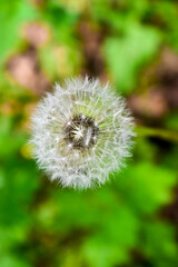 dandelion