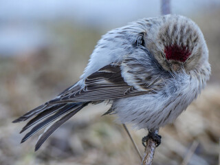 Arctic redpoll