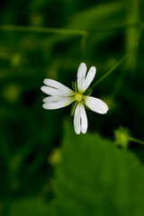 white flower on green background