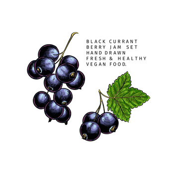 839 Best Blackcurrant Sketch Images Stock Photos Vectors Adobe Stock