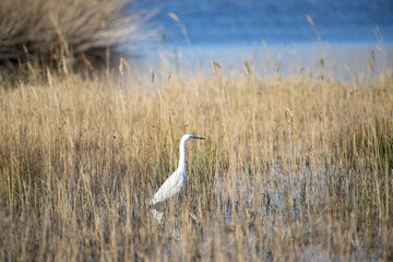 Grande aigrette à l'affût dans un marais au bord de mer en hiver en Italie