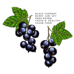 Hand drawn colored black currant branch, leaf and berry. Engraved vector illustration. Blackberry agriculture plant. Summer harvest, jam vegan ingredient. Menu, package, cosmetic, food design.