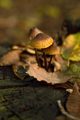 Blurred image of mushrooms, fallen leaves on a stump. Photo with bokeh effect. Autumn background in dark colors.