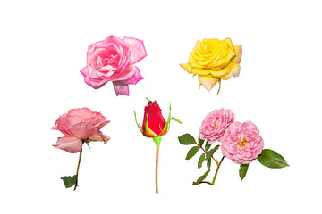Roses have been placed on a white background.