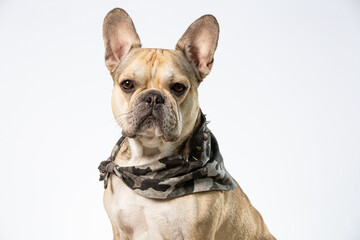 Close up of a cool french bulldog face on a white background