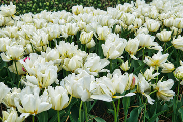 Beautiful bouquet of tulips. colourful tulip with dew drops. tulips in spring. Tulips blooming in the garden.