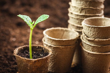 Biodegradable peat pots with seedling of pumpkin plant. Gardening and planting at springtime