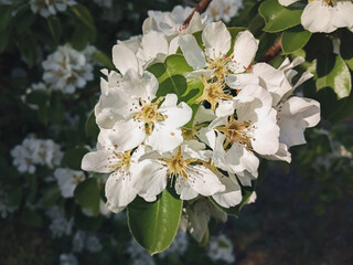 Blooming pear tree with green leaves close-up. White flowers. Spring nature concept.