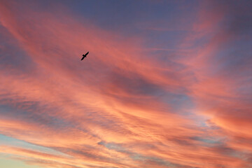 Ave volando libre en un precioso atardecer