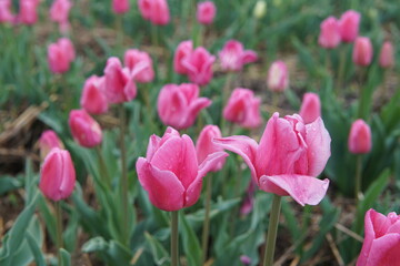 Beautiful bouquet of tulips. colourful tulip with dew drops. tulips in spring. Tulips blooming in the garden.