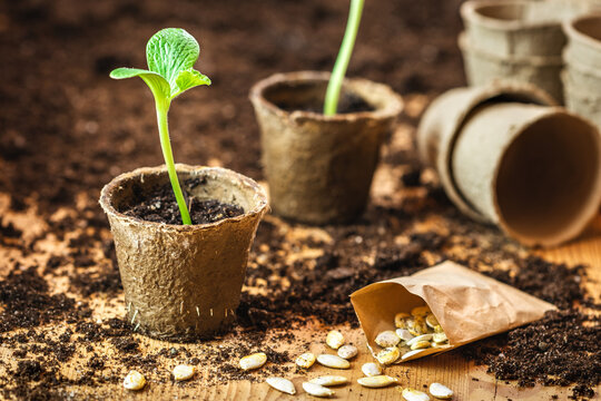 Planting and germinating pumpkin seeds in biodegradable peat pots. Small green seedling for vegetable garden