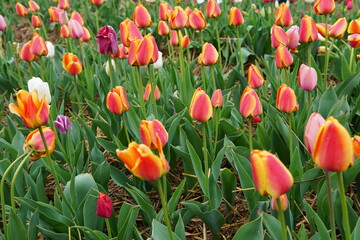 background, beautiful, beauty, bloom, blossom, bouquet, bright, color, colorful, day, farm, field, flora, floral, flower, flower garden, flower tulip grass, garden, gardening, green, landscape, leaf, 