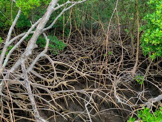 Fototapeta premium mangrove roots in South Florida estuary