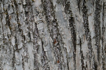 texture arbre écorce grise