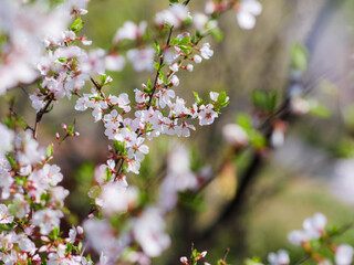 Obraz premium Cherry blossoms. Selective focus with shallow depth of field.