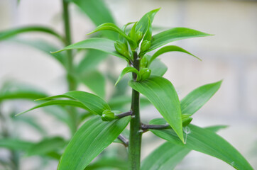 Fototapeta na wymiar bud of green lily. Ripening bud branch, front garden
