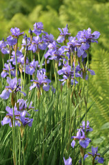 Obraz premium Blue flowers Iris versicolor beautifully blooming in the garden