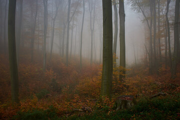 Amazing Carpathian forest in autumn season, Slovakia, Europe