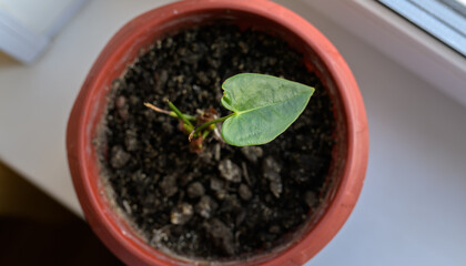 Leaves of Anthurium Andraeanum in a pot with soil. Selective focus.