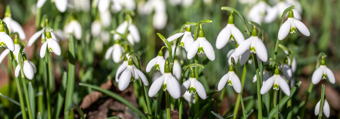 close up of snowdrop flowers under sunlight - spring time flowers	

