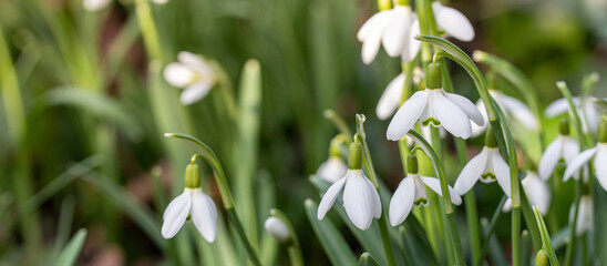 close up of snowdrop flowers under sunlight - spring time flowers	
