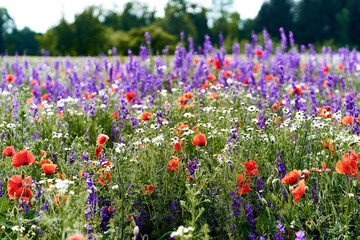 field of wild flowers