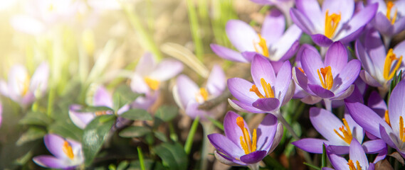 close up of crocus flowers under sunlight - spring time flowers