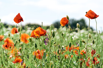 poppy field with sky