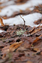 old leaves in snow