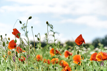 field of poppies with sky in the background 