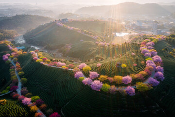 Aerial view of traditional Chinese tea garden, with blooming cherry trees on the tea mountain at sunrise, in Yongfu cherry blossom garden in Longyan, Fujian, China