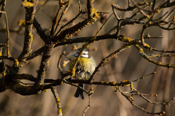 Eurasian blue tit dries after bathing in the first warm spring sun beams