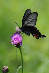 ノアザミとクロアゲハ