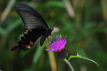ノアザミとクロアゲハ