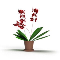 decorative plant on white background