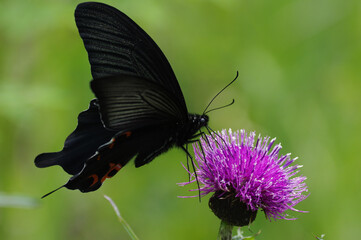 ノアザミとクロアゲハ