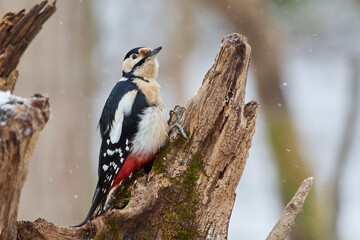 Dendrocopos major, great spotted woodpecker, wildlife from danube wetland, Slovakia, Europe