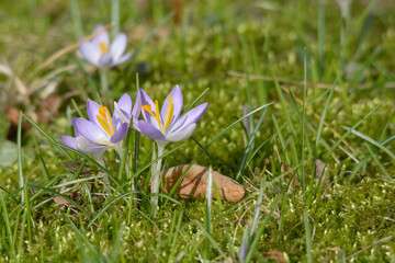 close up of a blooming crocus with green grass in the background