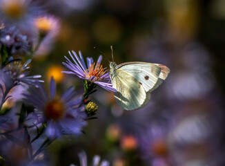 Insect butterfly collect pollen nectar from flower summer meadow, beauty in nature wildlife