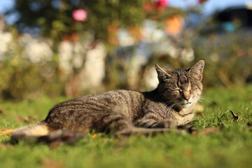 Beautiful striped cat in the garden on green grass
