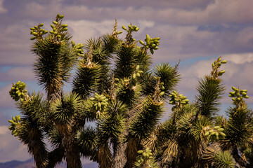 Tree branches against blue sky