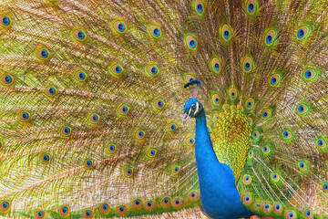 Obraz premium Brightly colored fanned tail of Indian peafowl. Indian peafowl, the common peafowl, blue peafowl