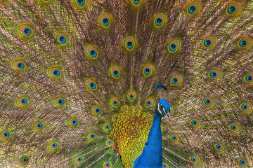 Obraz premium Brightly colored Indian peafowl with the fanned tail