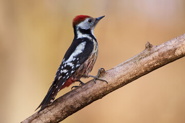 Leiopicus medius, middle spotted woodpecker, wildlife from danube wetland forest, Slovakia, Europe