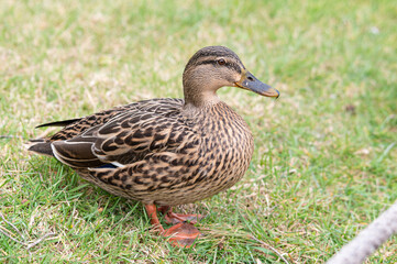 Mallard duck (Anas platyrhynchos) female standing feet on grass