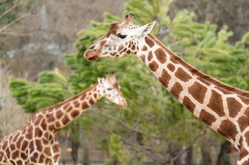 Two giraffes (Giraffa camelopardalis) in front of a leafy tree