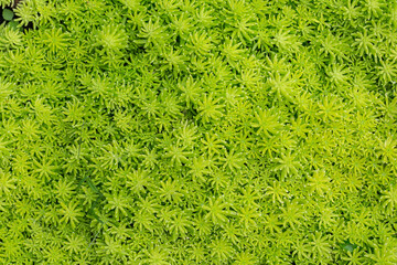 Green small plants as nature texture background.