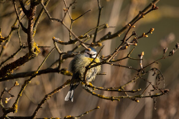 Eurasian blue tit dries after bathing in the first warm spring sun beams