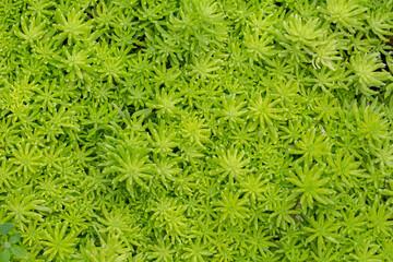 Green small plants as nature texture background.