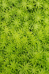 Green small plants as nature texture background.